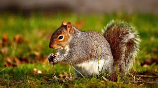 Mammalian Body Systems