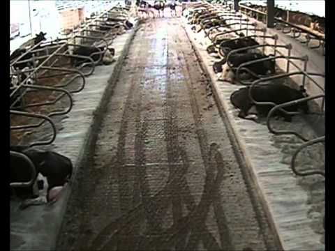 Gel Mat cow mattress vs Pasture Mat & Premium Pad foam  - timelapse comparison