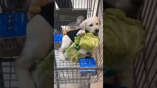 ☆Super Cute Animals☆Cute cats and funy dogs＆cat　videos compilation2021C㉗#Shorts