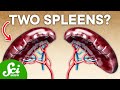 20% of Humans Have an Extra Spleen—Here's Why