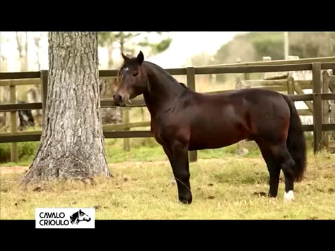 Videos :: ABCCC - Associação Brasileira de Criadores de Cavalos Crioulos