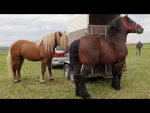 Armăsari pentru montă Marton Ludovic de la Marghita - Bihor  2022