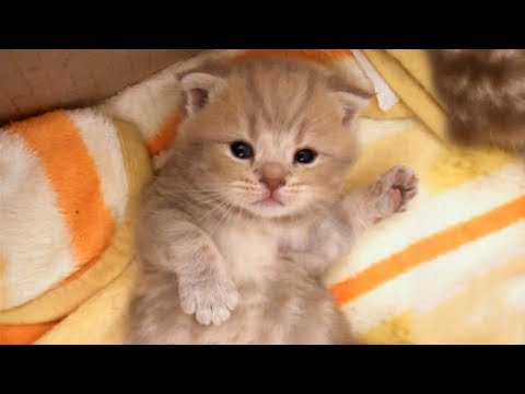 Iz, a cute dancing kitten.