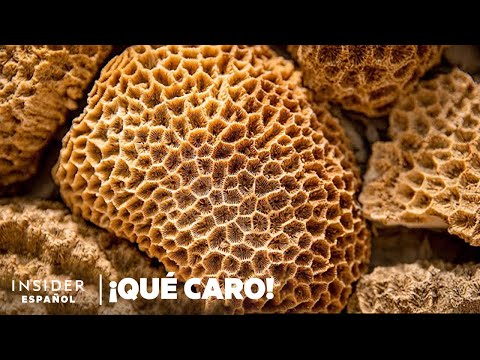 Por qué las esponjas marinas son tan caras | Qué caro