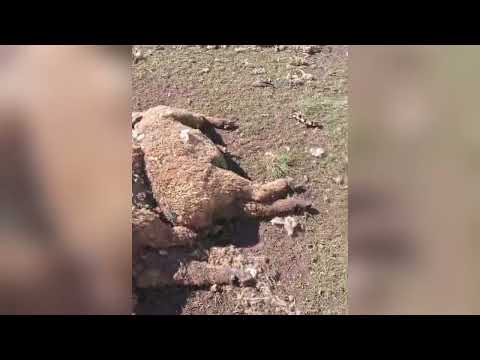 Alerta en Fachinal: investigan ataque de un felino que mató 12 ovejas | Misiones Cuatro