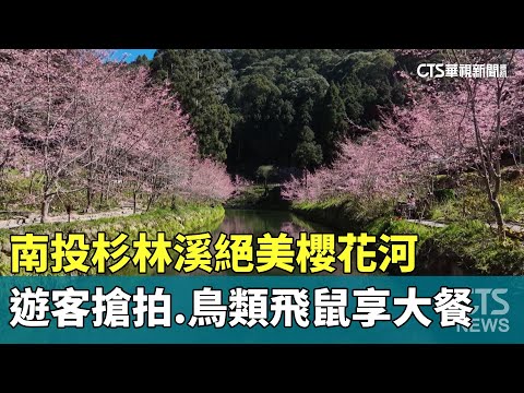 南投杉林溪絕美櫻花河　遊客搶拍.鳥類飛鼠享大餐