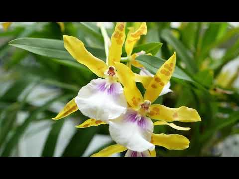 ミルトニア蘭 植物