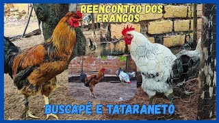Mostrando as Galinhas no Quintal e Soltando o Frango Pena de Ema 