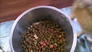 Dierenopvang Koningen; Honden