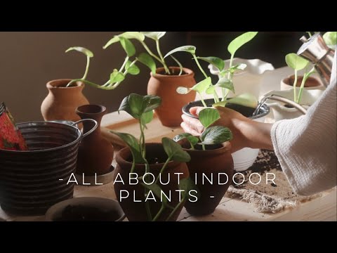 , title : '#60 نباتات داخلية سهله العناية ، طريقة تكاثر البوتس،  نقاط مهمه بالزراعه المنزلية'
