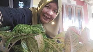 UNBOXING AGLONEMA FROM RIAU