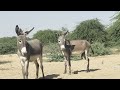 Donkey Mating Video