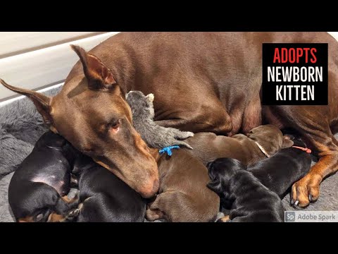 Big Mama Dog Adopts Newborn Kitten And Carries Her Around In Her Mouth