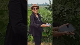 Download lagu Kumis Abang jangan di kasih orang - Andeca Andeci bora bora bori Endang Triana duet Doyok keren mp3 Download lagu Kumis Abang jangan di kasih orang - Andeca Andeci bora bora bori Endang Triana duet Doyok keren mp3