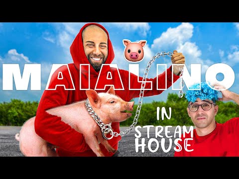 REACTION di TEKNOYD e STREAM HOUSE 2.0 al CUCCIOLO di MAIALINO che ho COMPRATO !
