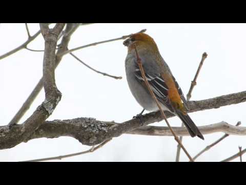 Pine Grosbeak (Female)
