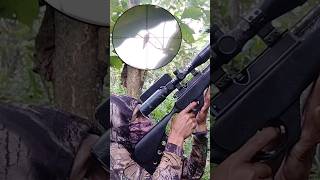 shoot turtle doves || #hunting #berburuburungtekukur #berburu