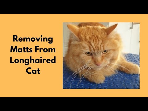 Removing Matts From Longhaired Cat With Belly Clip @Love Cats Groomer