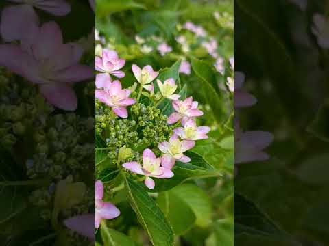 アジサイを元気にするにはどうすればいいですか？元気を出すための4つのヒント  庭園