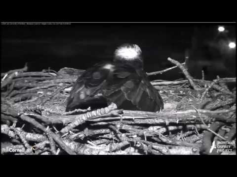 Hellgate Canyon Ospreys ~ Iris Lays Her Second Egg, April 29, 2017 at 5:57:52 AM