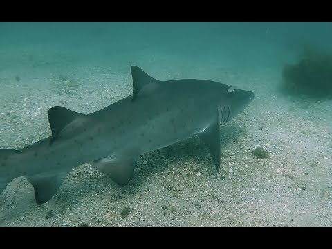Tale of sharks and rays feat Grey nurse and an Electric Ray!