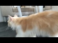 Cat Cafe Bangkok With My Love Xxx