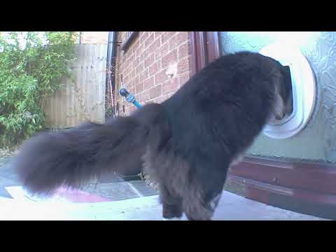 In or out? - 😻🐈‍⬛ Mr. Darcy, handsome tuxedo cat feat. Grigio 🐈