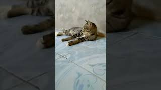 Download lagu kucing lagi santai mp3