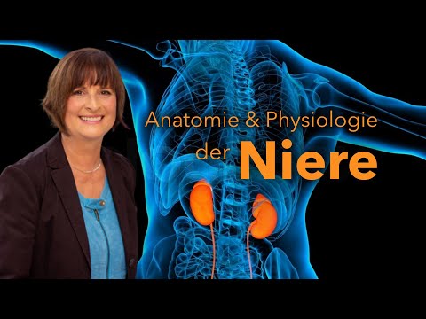 Funktionelle Anatomie und Physiologie der Niere