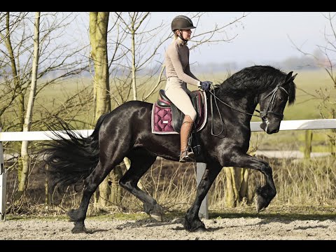 Stal Okkema's Pieter - Tymen x Maurus - Gelding - 2021 - 1.64m