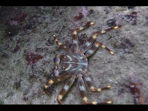 Terapia esercizio nella frattura del collo della spalla Se ti giri i giunti nella mano