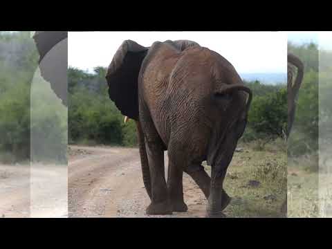 RHULANI MINUTE SAFARI - Elephant crossing legs