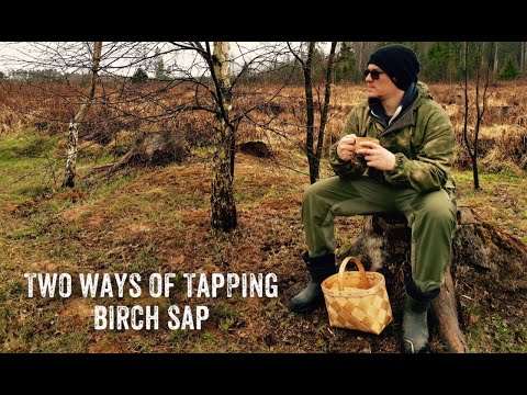HOW TO TAP BIRCH TREES. BIRCH SAP HARVESTING. BUSHCRAFT TUTORIAL.