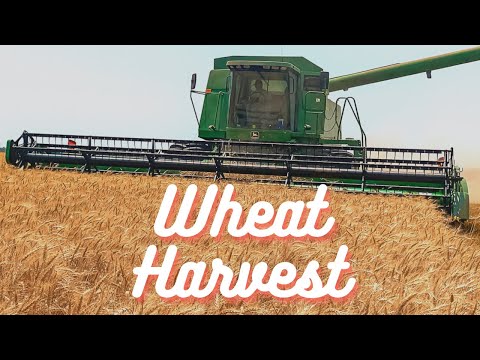 Last Day of WHEAT Harvest 2021