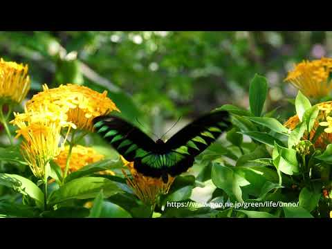 アカエリトリバネアゲハのオスとメス