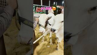 Download lagu Do Bhai Dono Tabahi 🫶🏻🤍 #shorts #short #ytshorts #shortvideo #shortsfeed #cow mp3 Download lagu Do Bhai Dono Tabahi 🫶🏻🤍 #shorts #short #ytshorts #shortvideo #shortsfeed #cow mp3