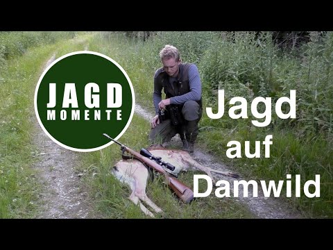 Hunting Moments | Episode 3 | Hunting fallow deer and roe deer in early summer