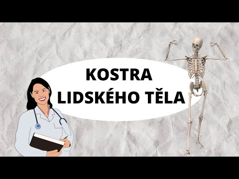 KOSTRA LIDSKÉHO TĚLA - Aneb kolik kostí vlastně máme
