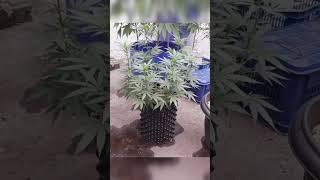 Main Lining Por Primera Vez, Técnica Avanzada en Cultivo de Marihuana en Exterior