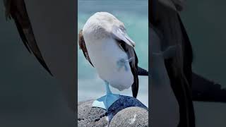 Enjoy the beautiful sound of birds #birds#birdslover#birdsounds#birdsong#beautiful#beauty