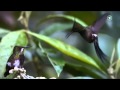 RPWL - Roses