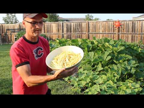 download lagu mp3 mp4 Yellow Beans, download lagu Yellow Beans gratis, unduh video klip Yellow Beans