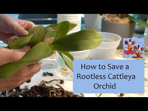 How to Save a Rootless Cattleya Orchid (Hopefully) | Sphag N Bag Rescue Method | Moss and Moisture