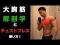 ※再投稿【筋トレ初心者向け】誰でも分かる大胸筋の解剖学とチェストプレス!