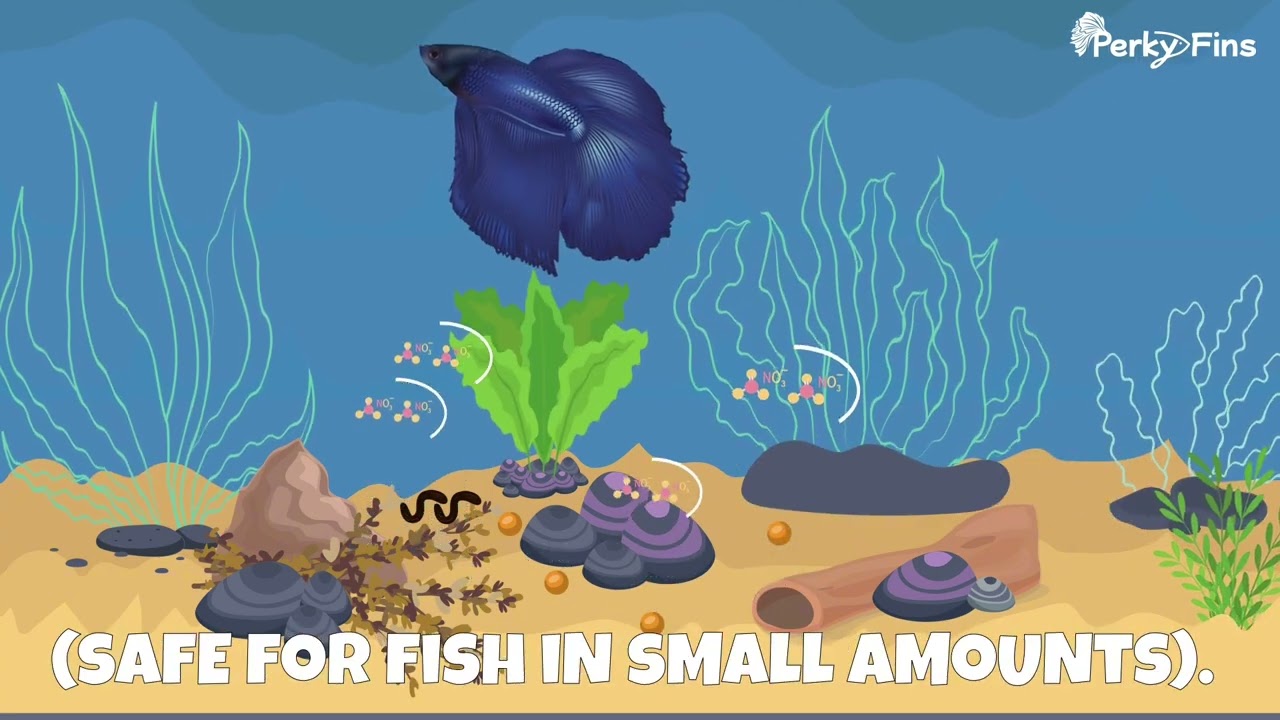 The Nitrogen Cycle Explained: How to Keep Your Aquarium Healthy