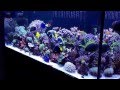 Reef tank October 2013 