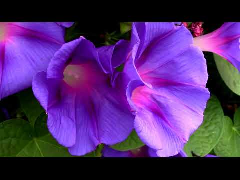 मॉर्निंग ग्लोरी: खूबसूरत सुबह खिलने वाले इस फूल की देखभाल और अद्भुत फायदे