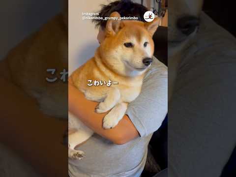 対照的なふたり｜PECO #柴犬 #赤柴 #茶柴 #柴犬のいる暮らし #shiba #shibainu #shibainulife #shibainulove