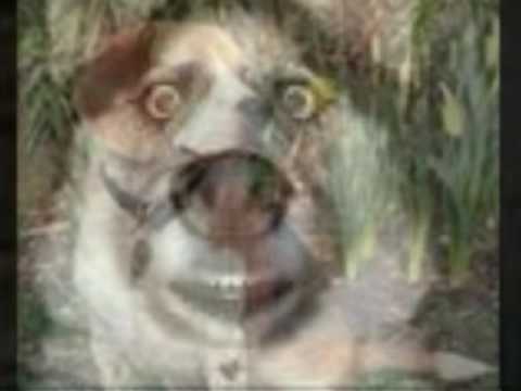 Sisy Am Sorry "Fluffy"-Danny (Actvate HQ for HighDef)