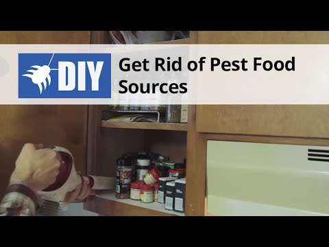  Get Rid of Roach Food Sources Video 